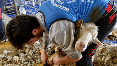 La esquila de las ovejas en la Sierra de Guadarrama, fiesta y oficio en peligro