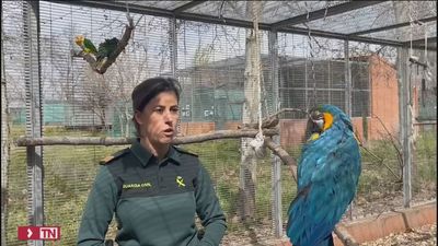 Las investigaciones por delitos ambientales del Seprona se disparan un 35%