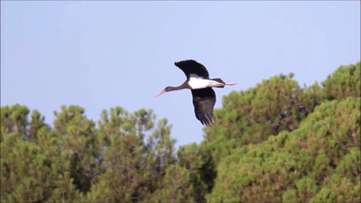 La población de cigüeña negra, en peligro de extinción, se ha duplicado en Madrid