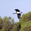 La población de cigüeña negra, en peligro de extinción, se ha duplicado en Madrid