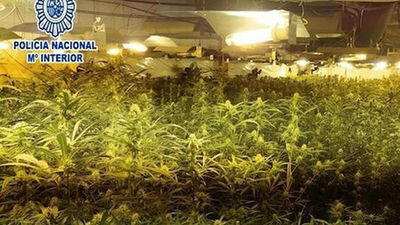 Descubren más de 200 plantas de marihuana en un piso del distrito de Latina y detienen a tres personas