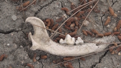 Entierran 13 perros en el parque del Pozo de Entrevías