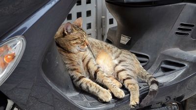 Centenares de gatos amenazan la biodiversidad en la Sierra Oeste de Madrid