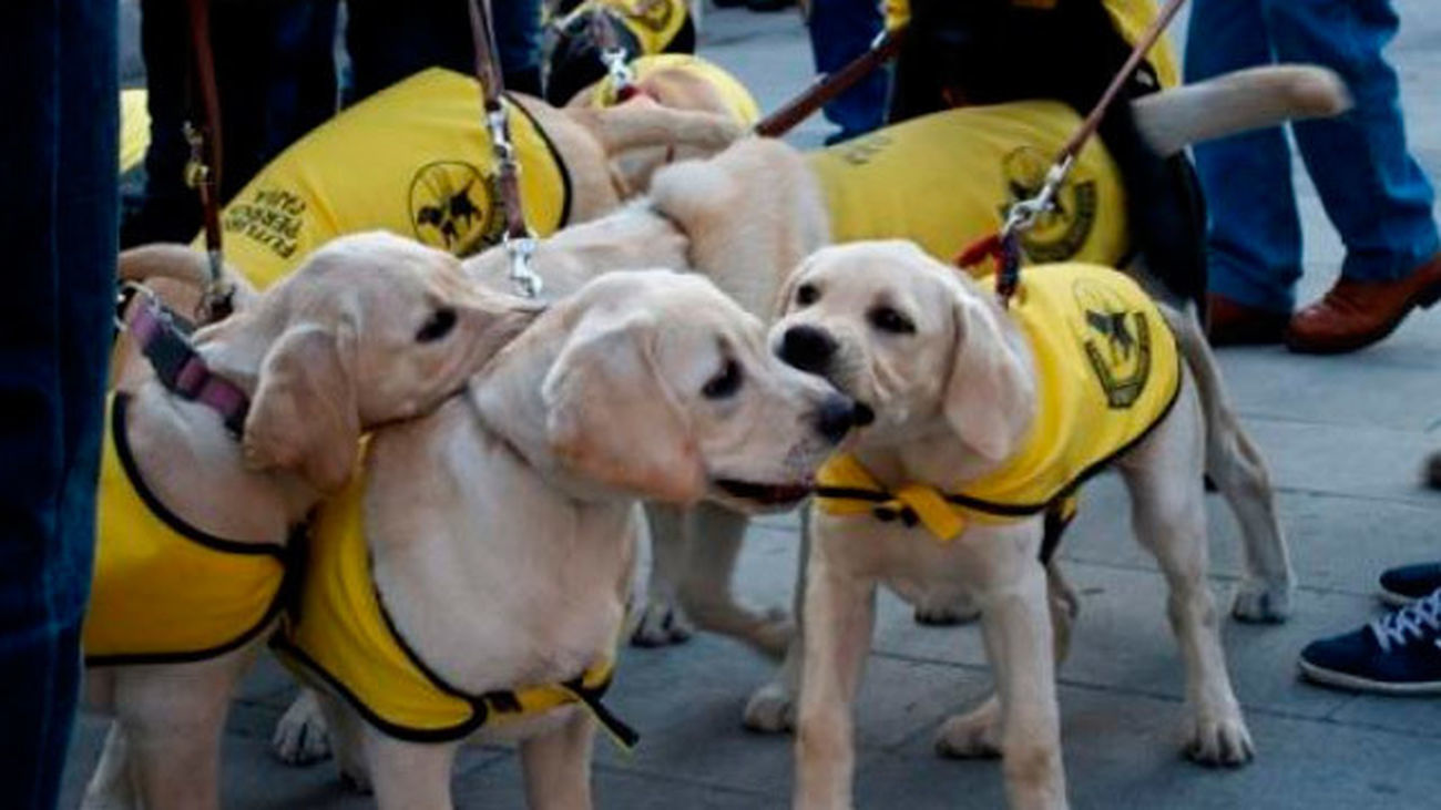 Los perros guía de la ONCE defienden su derecho a acceder al transporte público junto a las personas ciegas