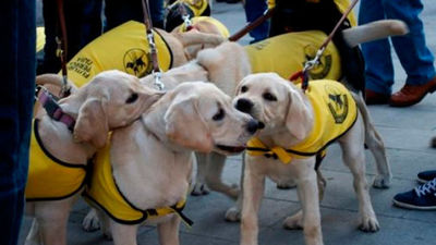 Los perros guía de la ONCE defienden su derecho a acceder al transporte público junto a las personas ciegas