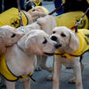Los perros guía de la ONCE defienden su derecho a acceder al transporte público junto a las personas ciegas