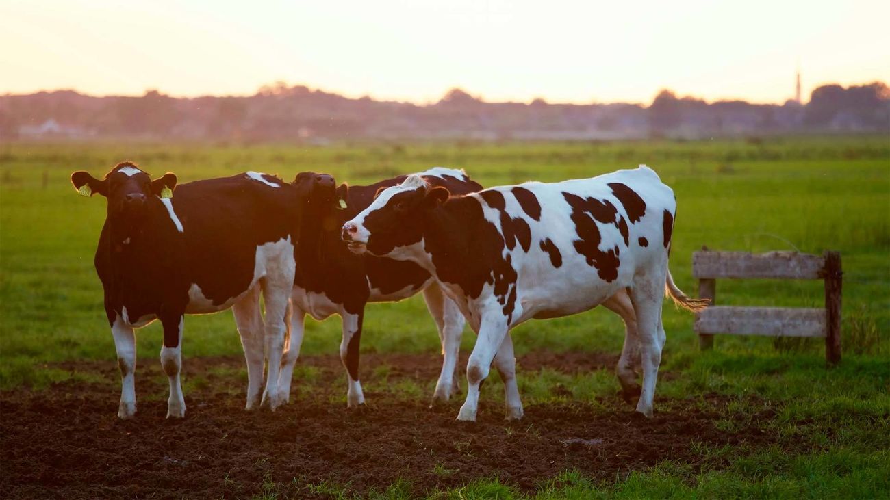Los productores de leche de vaca podrán recibir 210 euros por cabeza