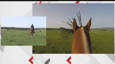 Cómo se preparan los toros de lidia en Madrid