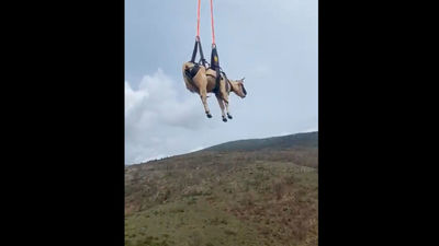 Así rescata el Gera en helicóptero una vaca herida en Horcajuelo de la Sierra