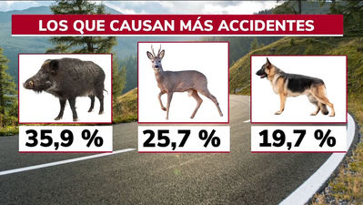 Los accidentes de tráfico con animales se han disparado un 40% en 2021
