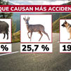 Los accidentes de tráfico con animales se han disparado un 40% en 2021