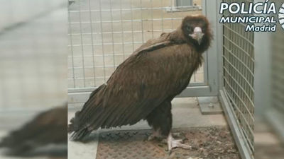 Rescatado un buitre negro en el Ensanche de Vallecas