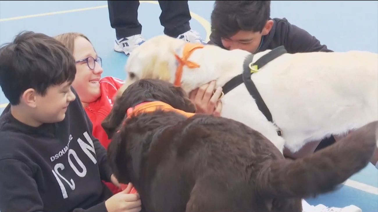 Perros en clase contra el acoso escolar
