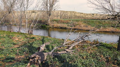 Getafe plantará en octubre 3.300 árboles y 21.000 arbustos en toda la zona del paso del Manzanares