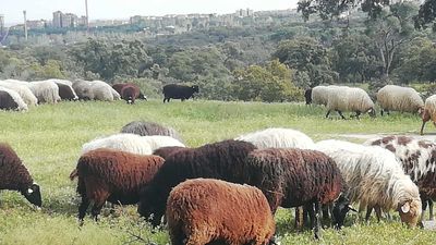 500 ovejas pastan en la Autónoma en un proyecto de ganadería extensiva