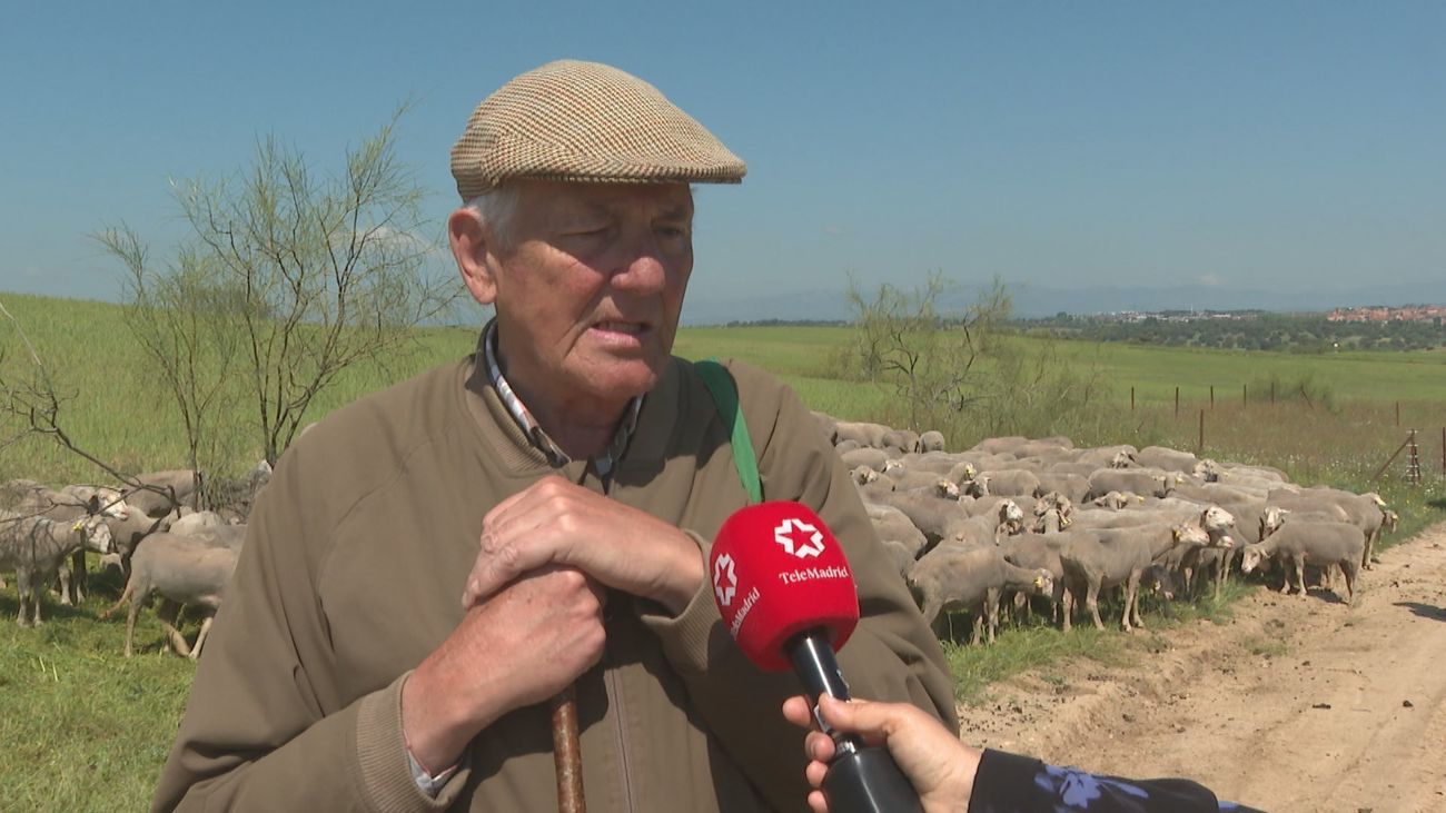 Villaviciosa de Odón recupera la vía pecuaria que enlaza Madrid con Segovia