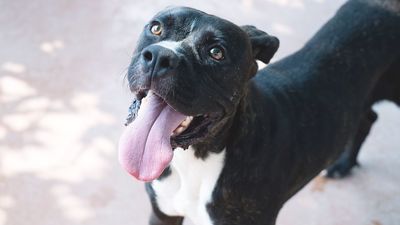 Un estudio científico demuestra que la raza no determina el carácter del perro