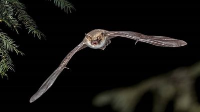 Un virus similar al Ébola está presente en murciélagos hallados en una cueva española