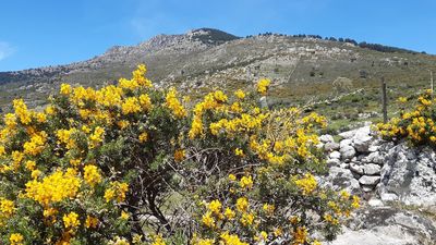 La 'explosión' de los cambroños en Los Molinos