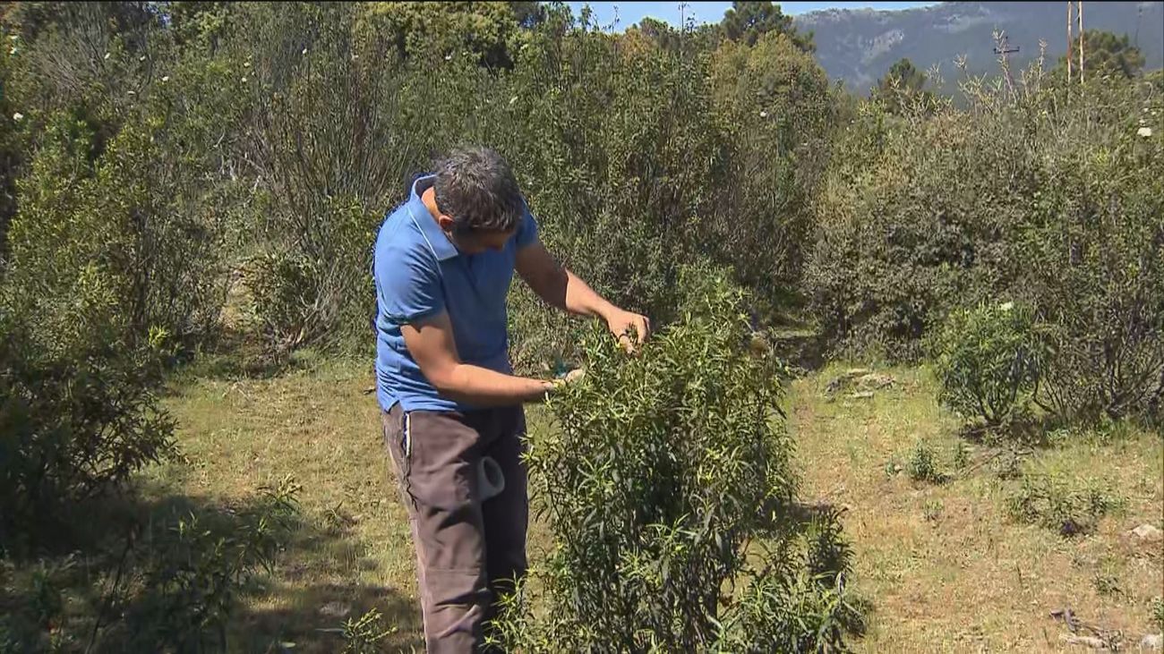 La Comunidad elabora el mapa de riesgo de siniestros forestales para este verano