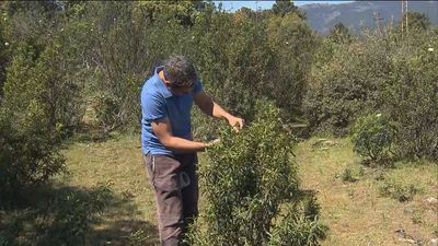 La Comunidad elabora el mapa de riesgo de siniestros forestales para este verano