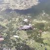 Vecinos de Carabanchel denuncian la muerte de aves en el lago del Parque de las Cruces