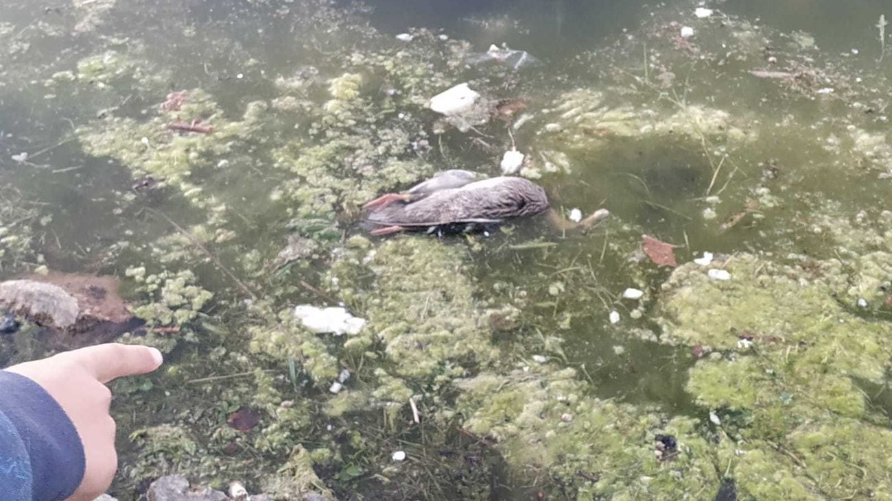Uno de los patos muertos en el lago del parque de Las Cruces de Carabanchel