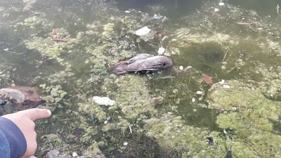 Vecinos de Carabanchel denuncian la muerte de aves en el lago del Parque de las Cruces