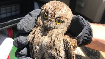 Agentes forestales recuperan un autillo en un aparcamiento de la Dehesa de la Villa