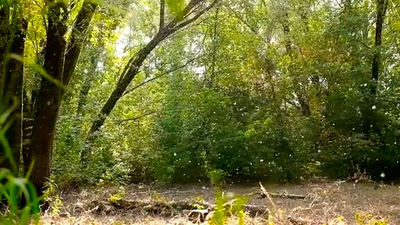 Qué es la pelusa del chopo, la 'nieve' de primavera que vemos en el aire