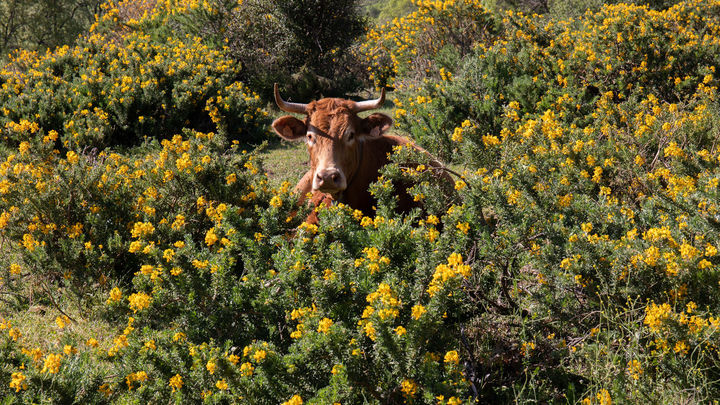 Una vaca entre la flor del cambroño, durante el II Festival de la Floración del Cambroño, / EUROPA PRESS