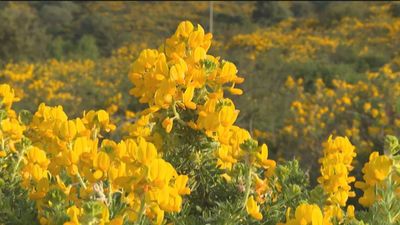 Espectáculo natural en Madrid: el cambroño tiñe de amarillo Los Molinos