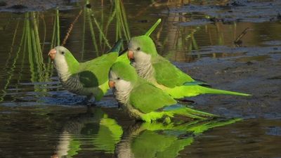Más de 300 especies exóticas invasoras en España y Portugal