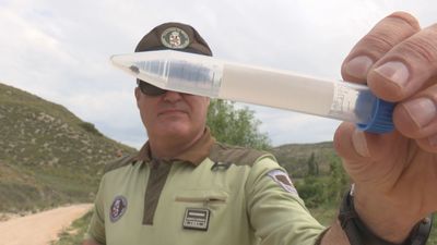 Llega el buen tiempo y vuelven las 'temidas' garrapatas: Consejos para evitar ser picados