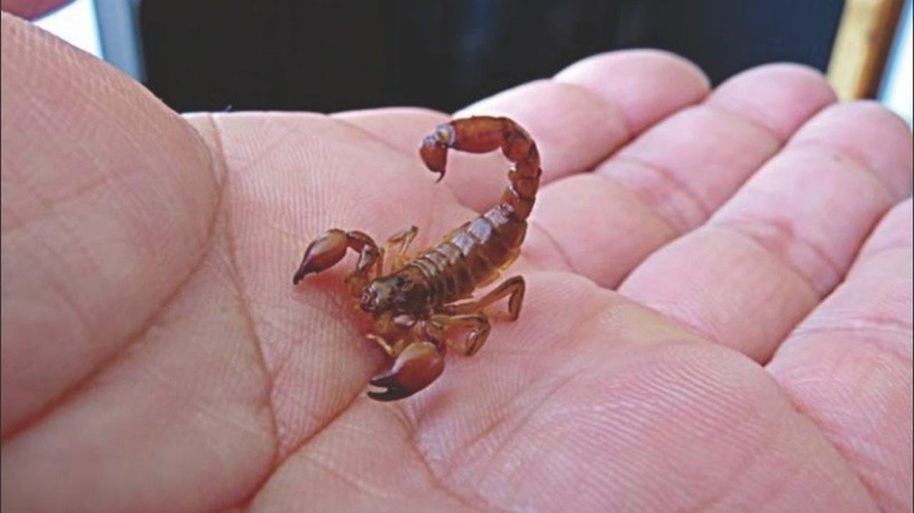 Alacranes, también conocidos como escorpiones