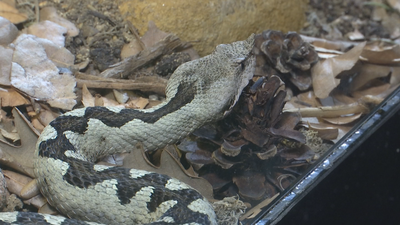 ¿Cómo debemos actuar ante la picadura de una culebra?