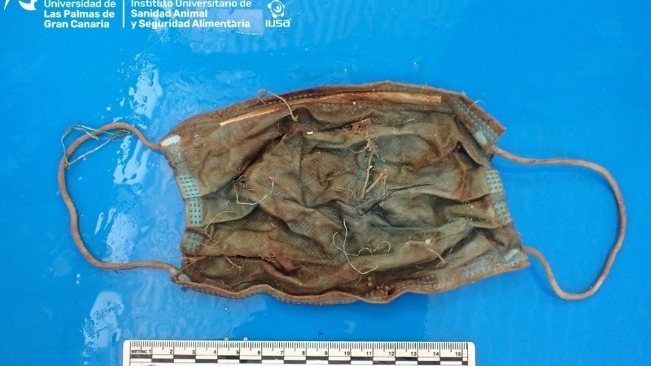 Mascarilla hallada en el interior del delfín que varó en Tenerife