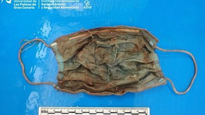 Encuentran una mascarilla y numerosos plásticos en el interior de un delfín varado en Tenerife