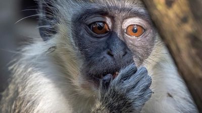 Sanidad asume que habrá más casos de viruela del mono y apela a minimizar los riesgos