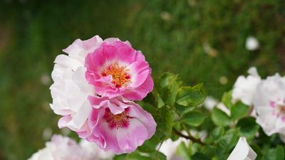 Una rosa alemana 'floribunda' nombrada rosa de la Villa de Madrid 2022