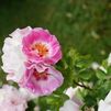 Una rosa alemana 'floribunda' nombrada rosa de la Villa de Madrid 2022