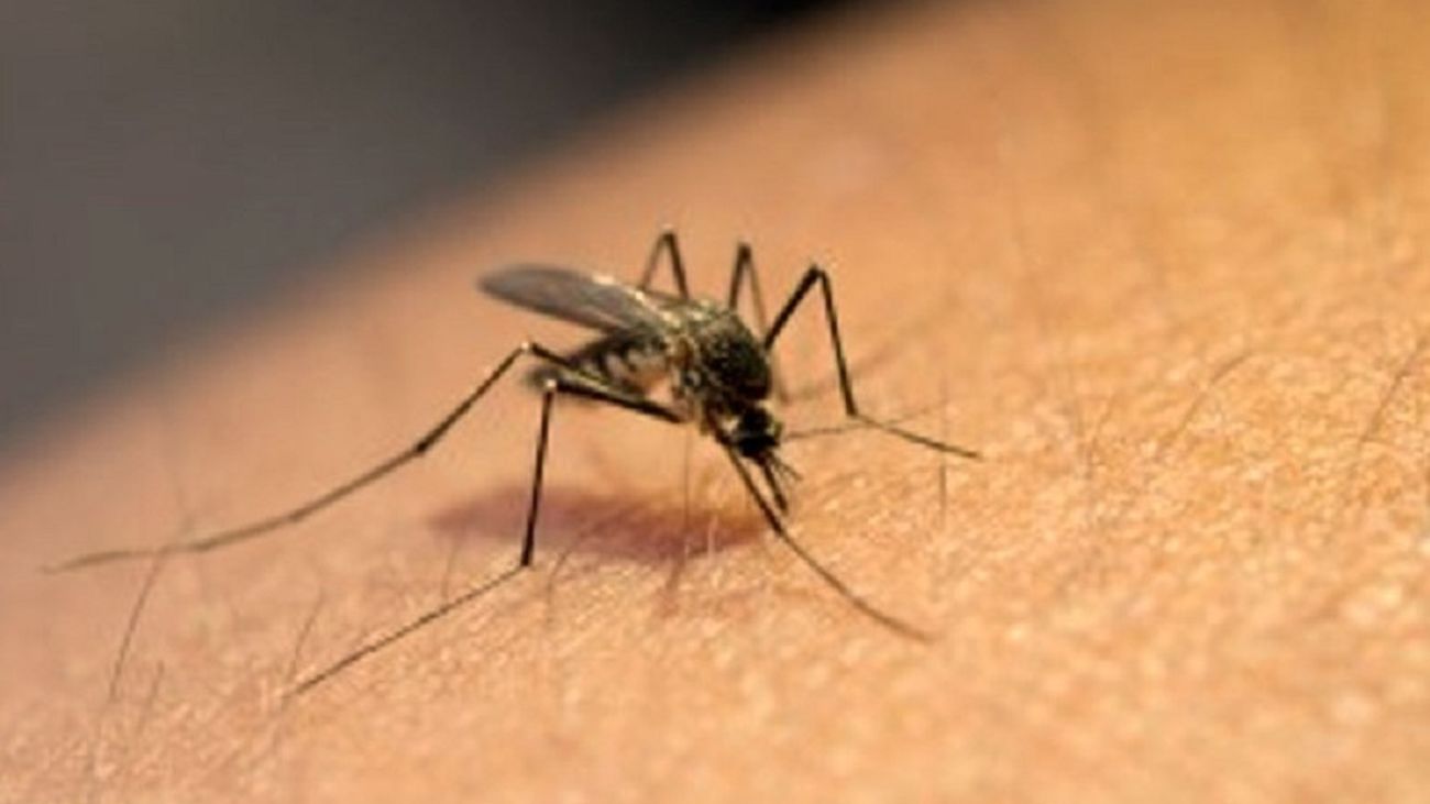 Más de 10 remedios 'anti mosquitos' para evitar picaduras
