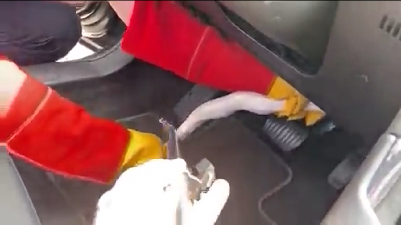 Un conductor de VTC en Madrid se encuentra una pitón albina en el coche