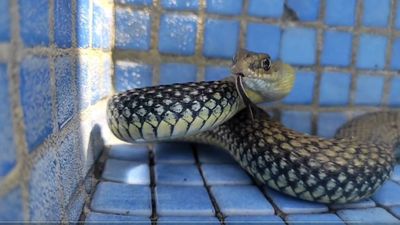 ¡Qué susto! Una serpiente se cuela en el Parque de Bomberos de Fuenlabrada