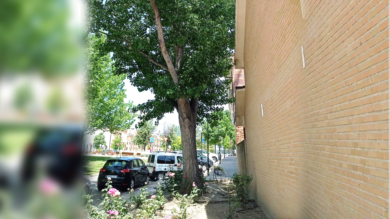 Los árboles de la discordia, en San Martín de la Vega