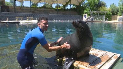 Vuelven los baños con osos marinos a Faunia tras la pandemia