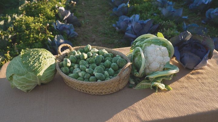 La pasarela otoño-invierno de las hortalizas