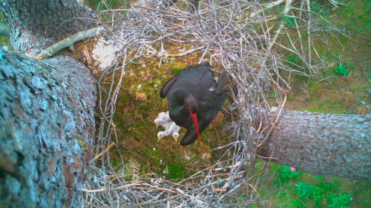 Los tres primeros pollos de cigüeña negra en la sierra oeste de Madrid