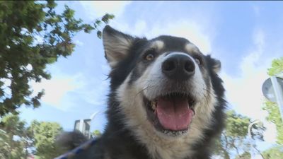 La UE pide a los infectados por la viruela del mono poner en cuarenta a sus mascotas