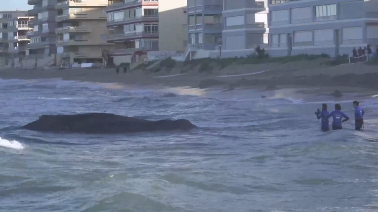 Muere varada en una playa de Valencia una ballena de 12 metros y 25 toneladas